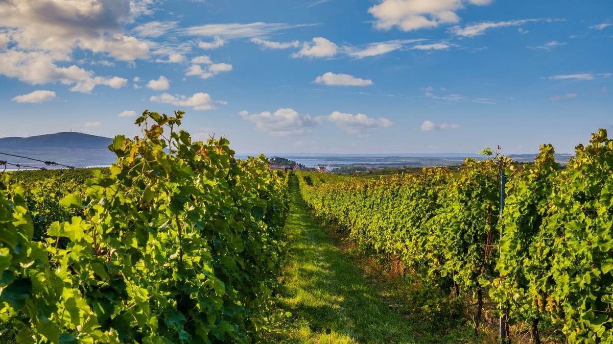 Moravská vína ovládla prestižní soutěž v Polsku